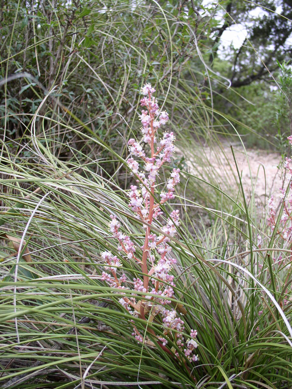 Nolina texana